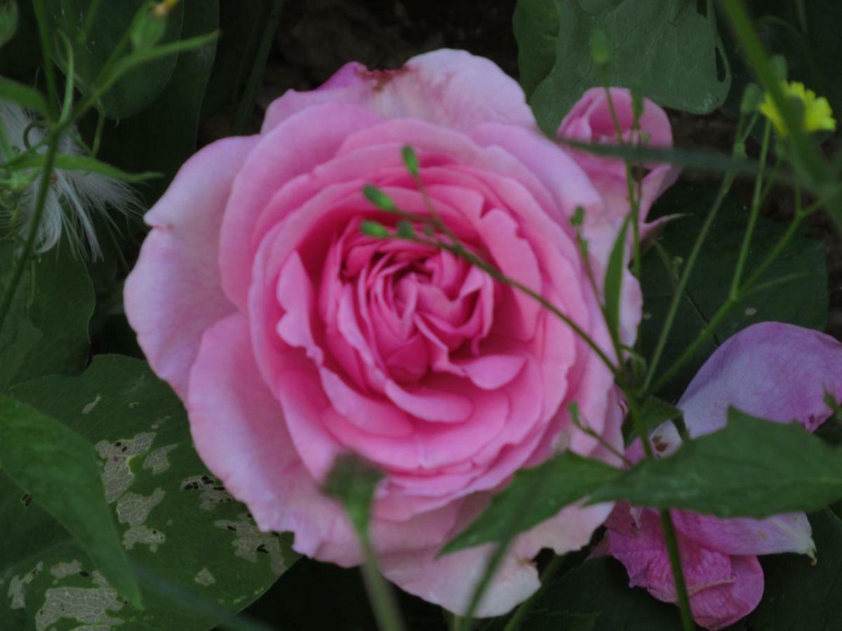 The Old Vicarage Hotel & Restaurant Bridgwater Exterior photo Rosa 'Mary Rose'