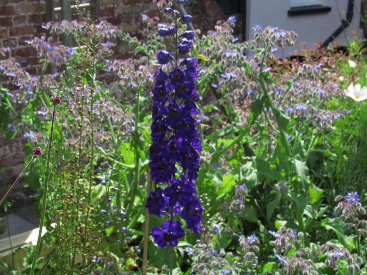 The Old Vicarage Hotel & Restaurant Bridgwater Exterior photo Delphinium 'Blue King'